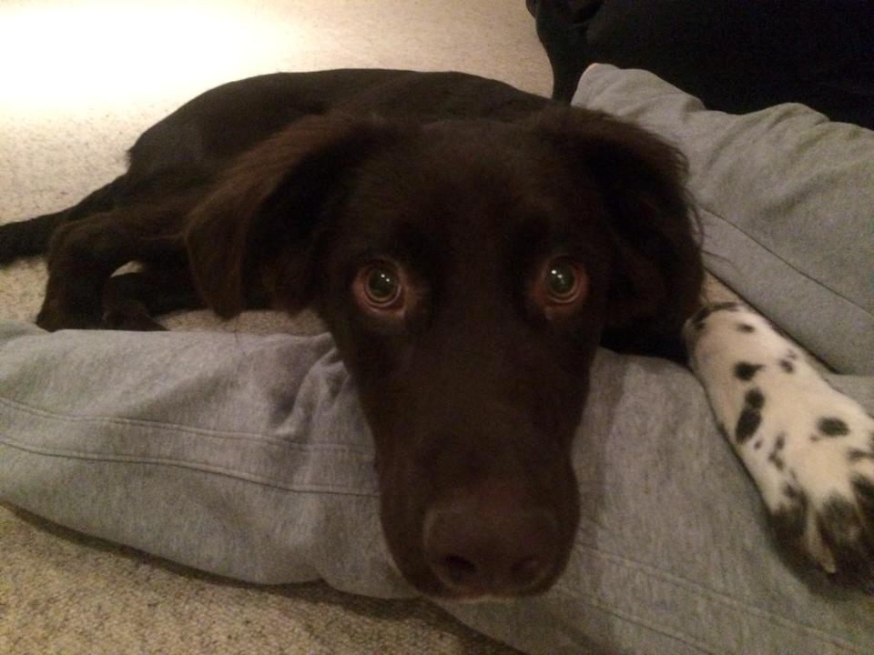 Blanding af racer Alex billede 5