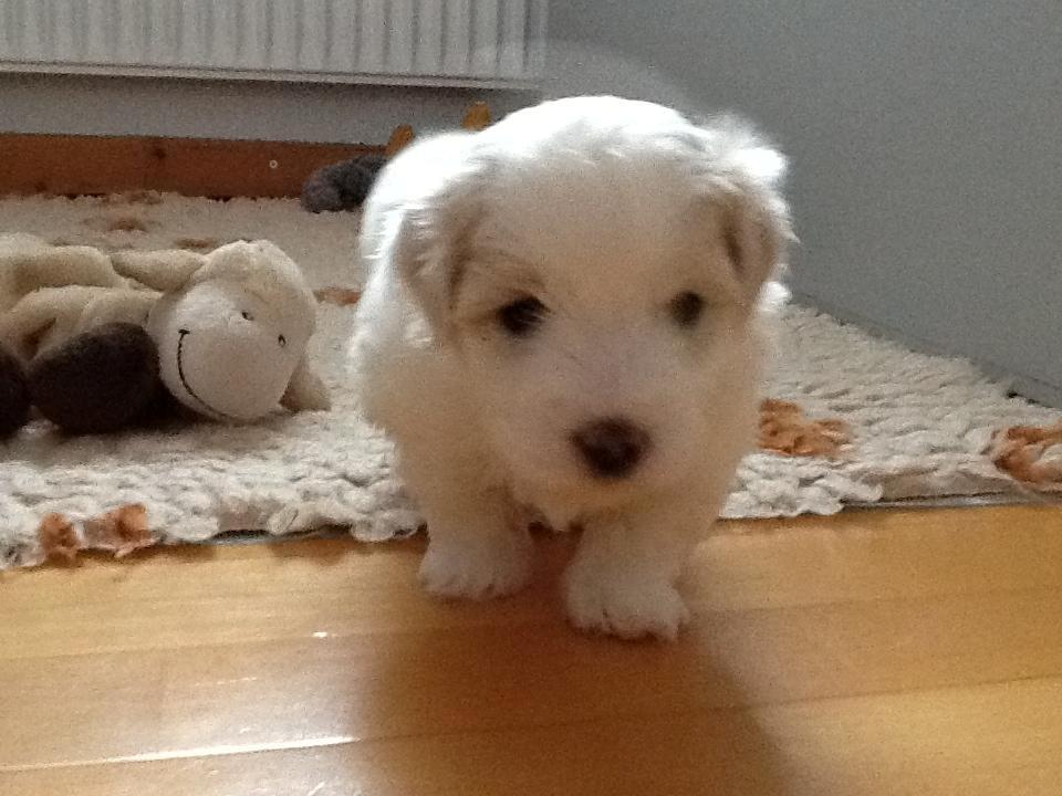 Coton de tulear Janus billede 7