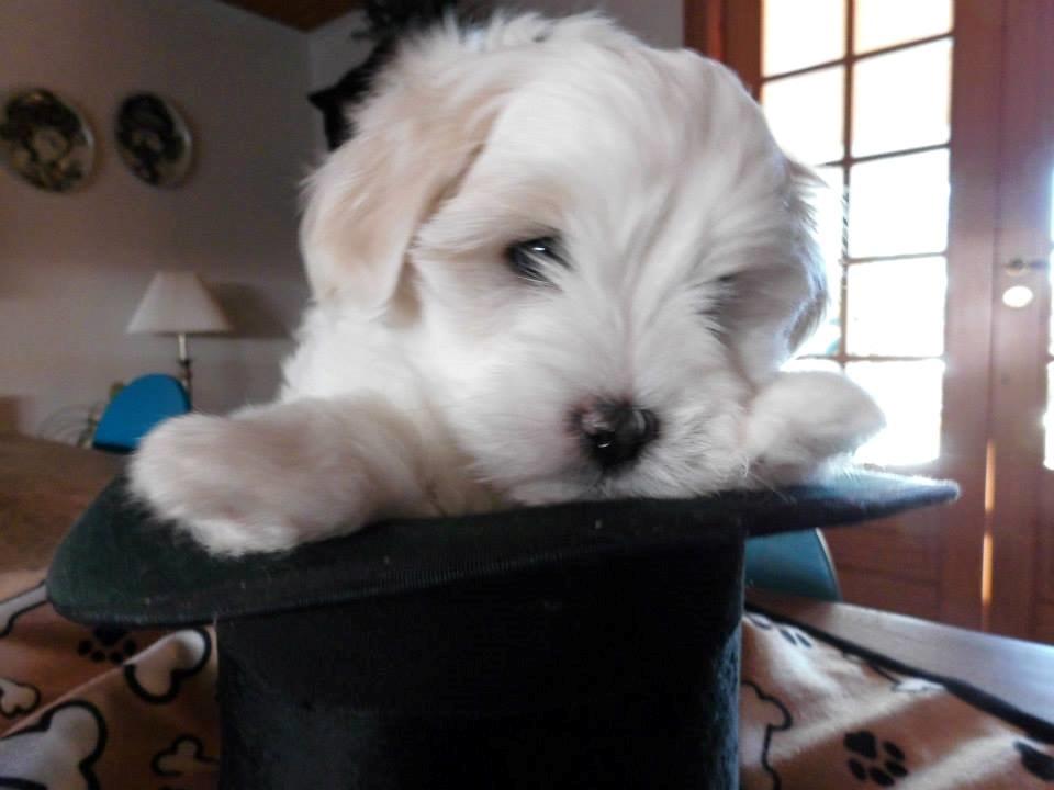 Coton de tulear Janus billede 8