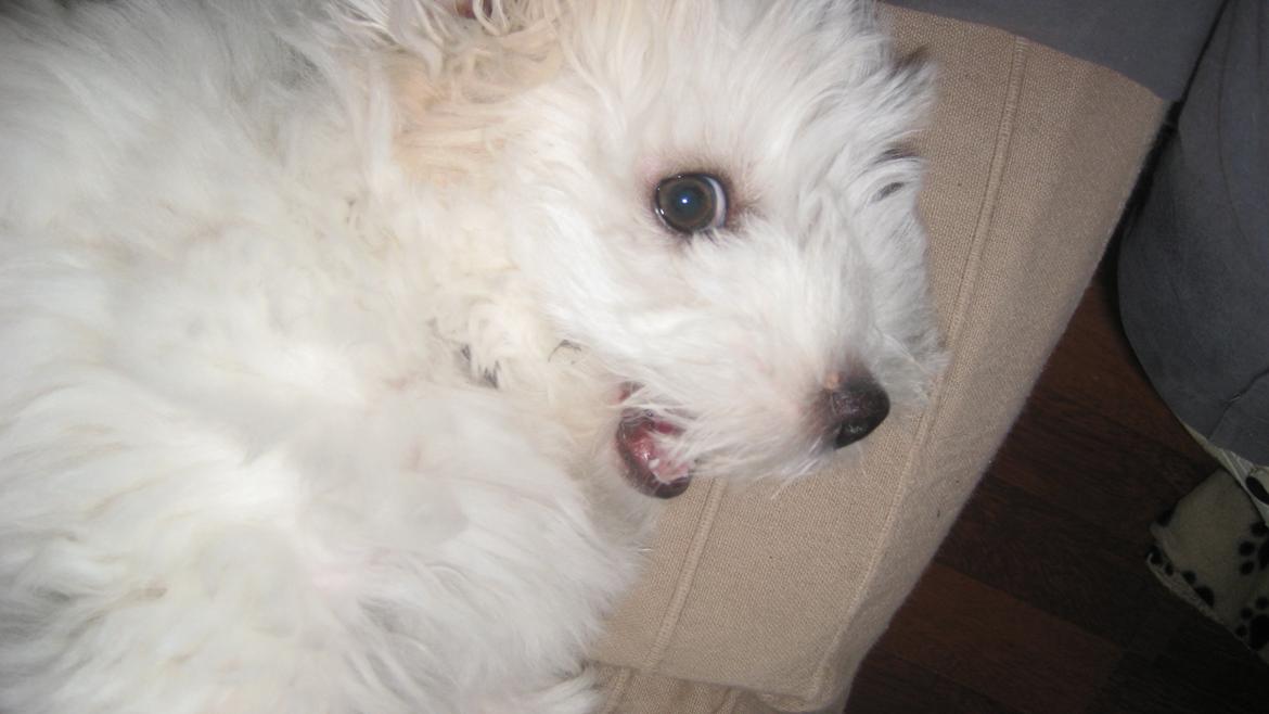 Coton de tulear Janus billede 10