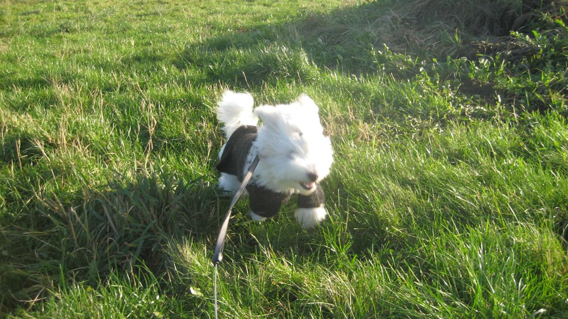 Coton de tulear Janus billede 11