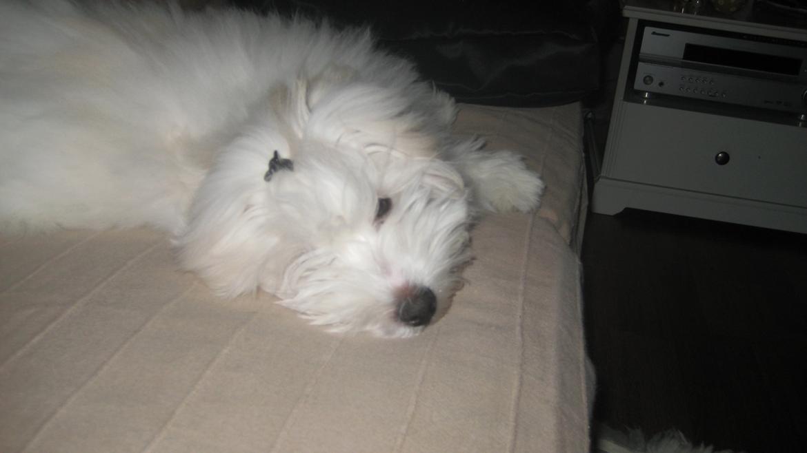 Coton de tulear Janus billede 12