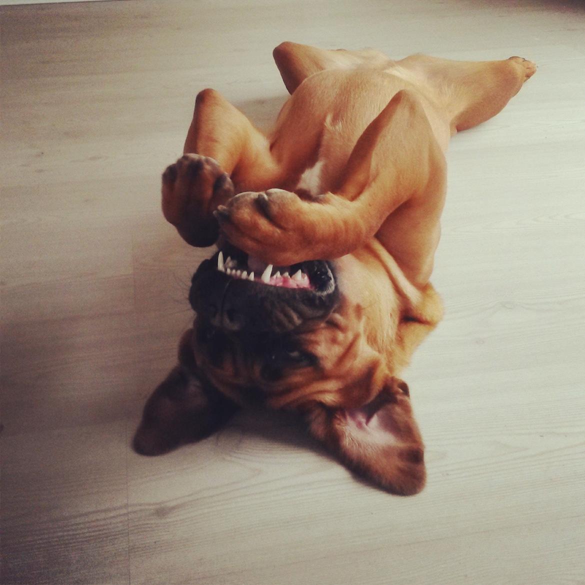 Dogue de bordeaux Ayka/future billede 14