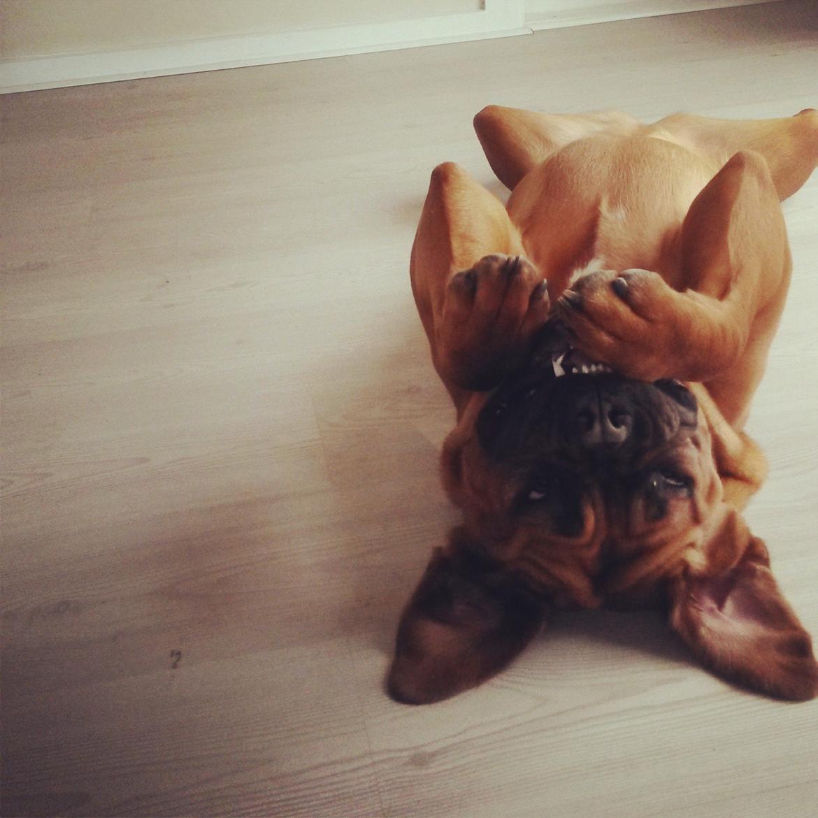 Dogue de bordeaux Ayka/future billede 16