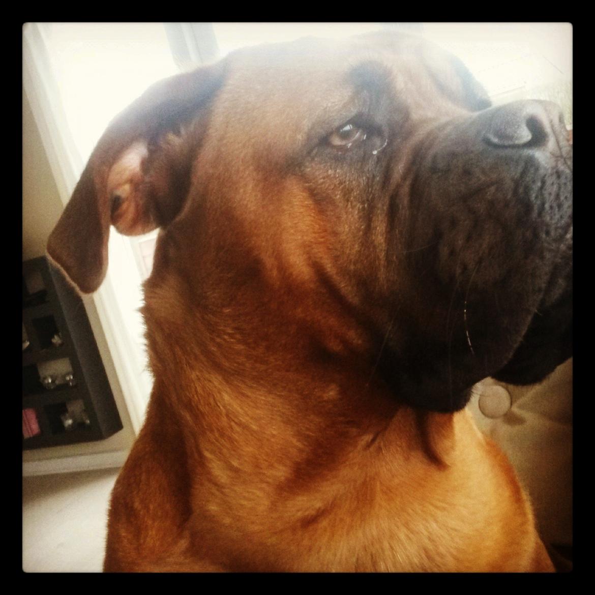 Dogue de bordeaux Ayka/future billede 17