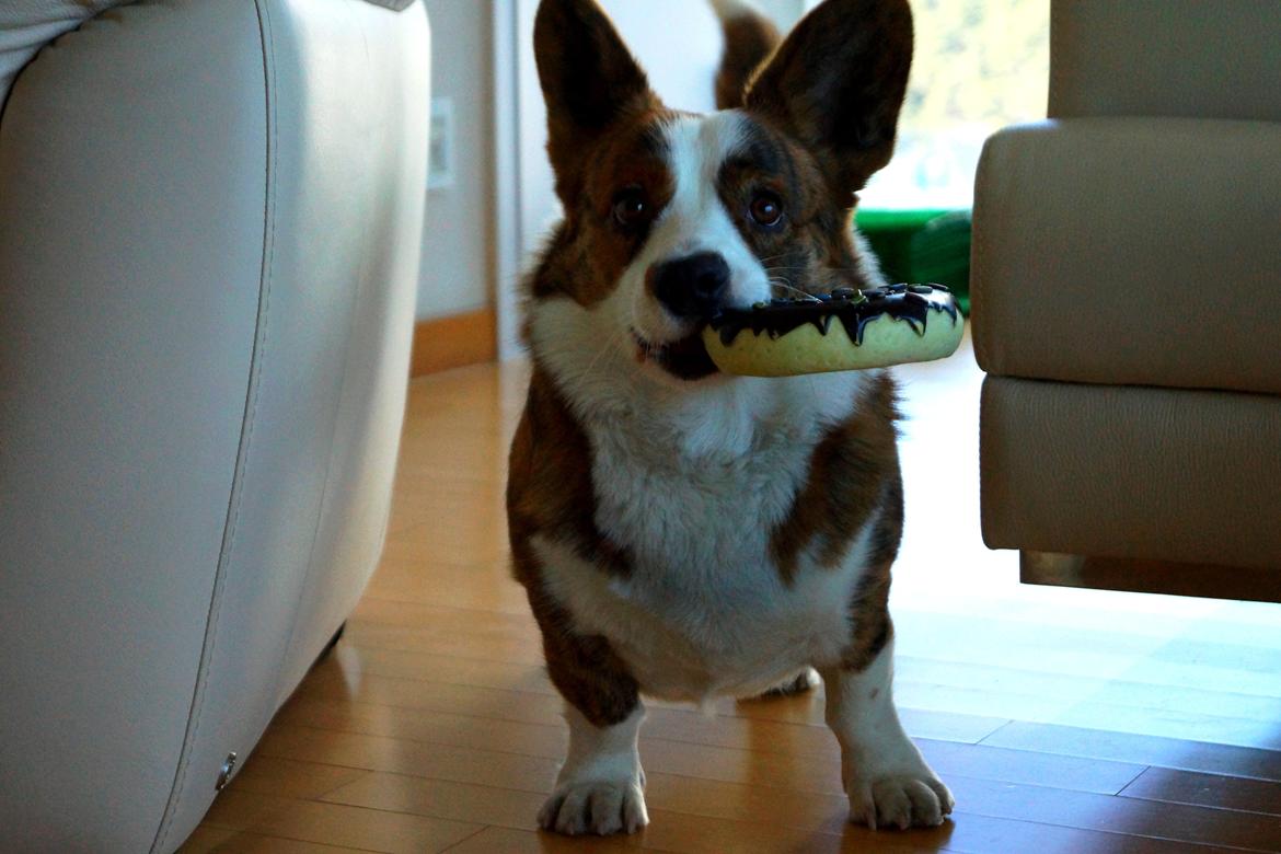 Welsh corgi cardigan Smarties Indy ( Theodor ) billede 3