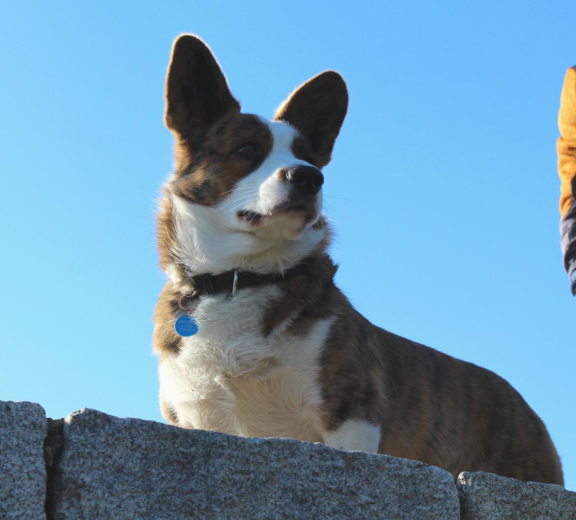 Welsh corgi cardigan Smarties Indy ( Theodor ) billede 1