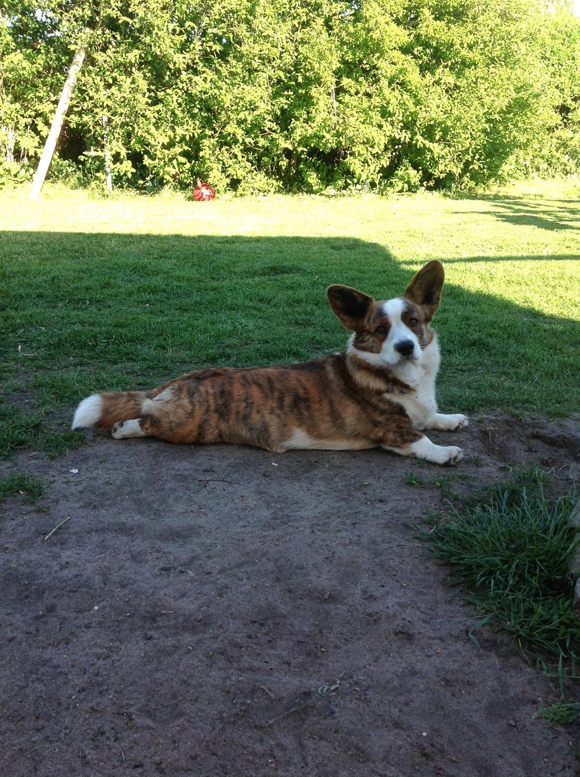 Welsh corgi cardigan Smarties Indy ( Theodor ) billede 7