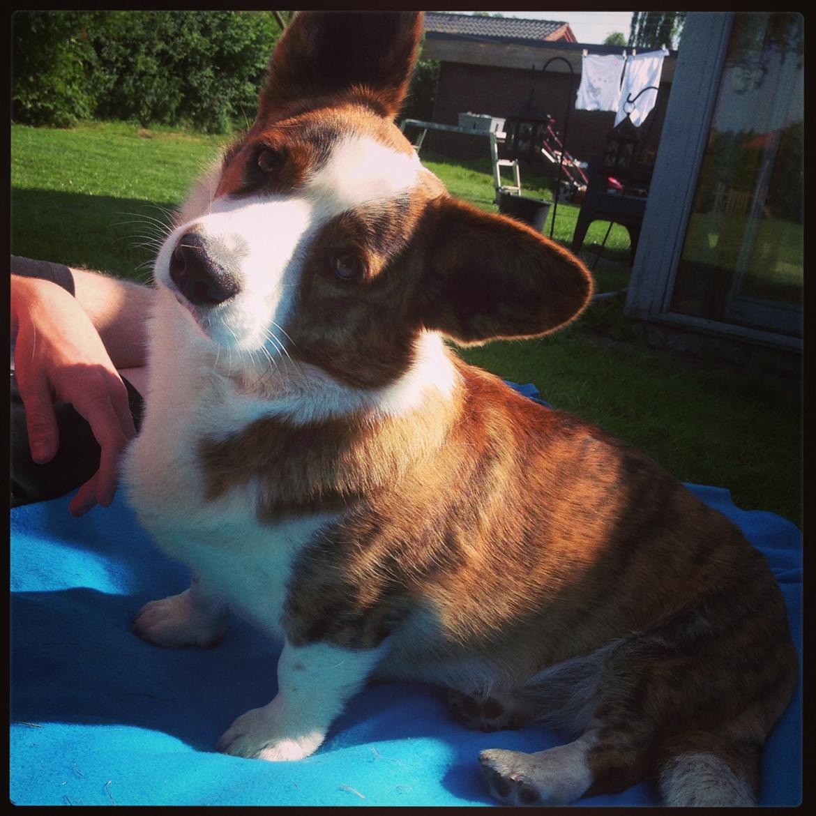 Welsh corgi cardigan Smarties Indy ( Theodor ) billede 13