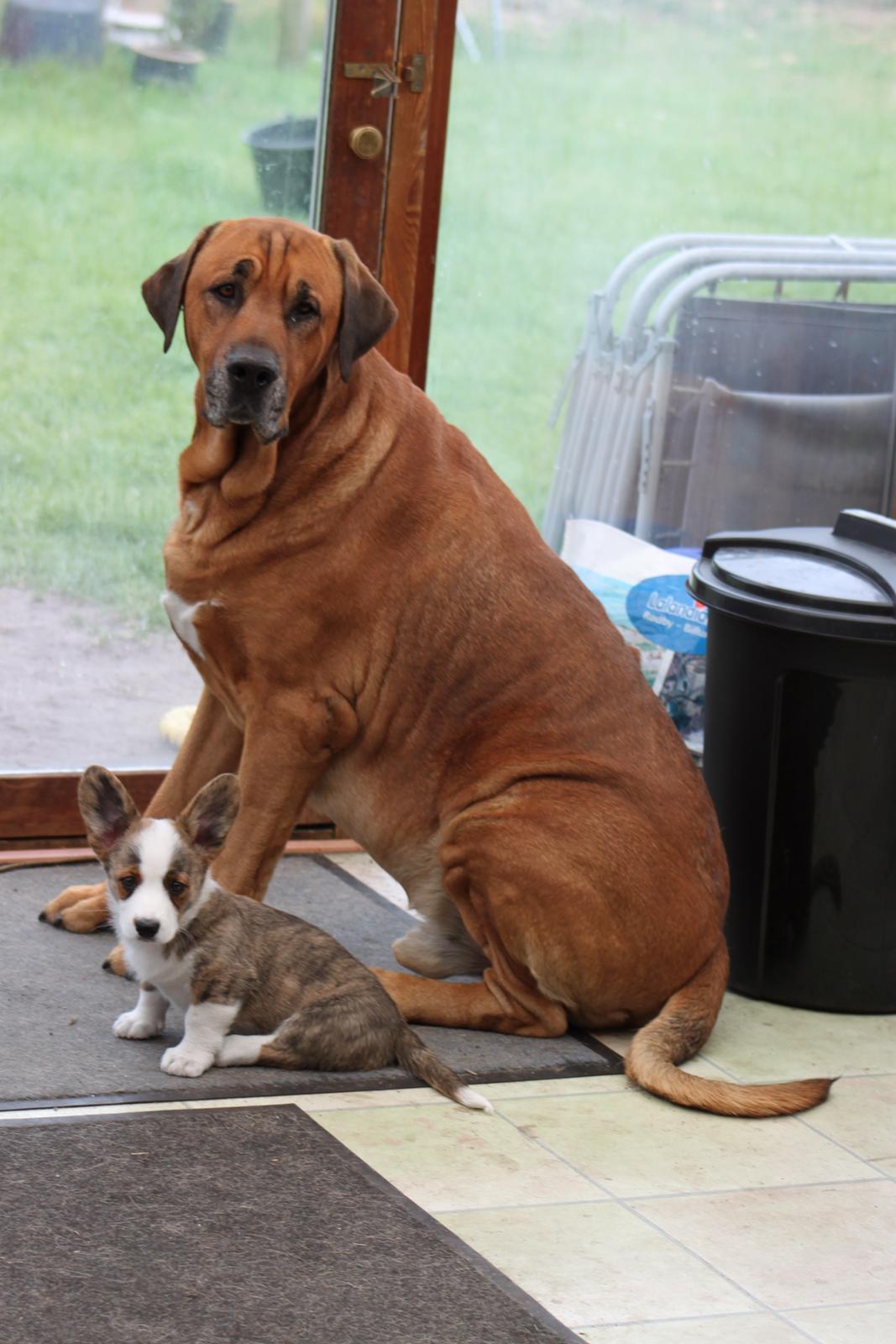 Welsh corgi cardigan Smarties Indy ( Theodor ) billede 14