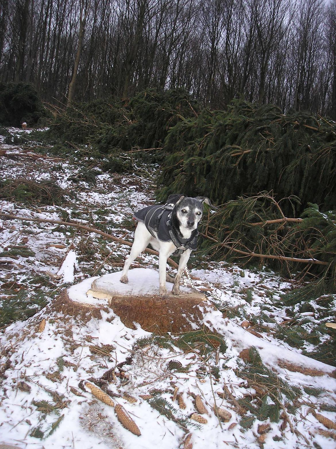 Dansk svensk gaardhund Tezza - 15 ½ år, januar 2014 billede 21