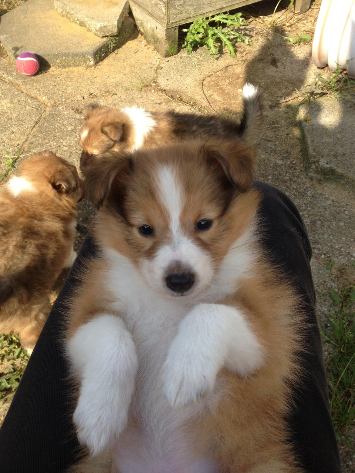 Shetland sheepdog Molly - hej jeg Heder Molly 2 uger til jeg skal hjem til mit nye hjem billede 1