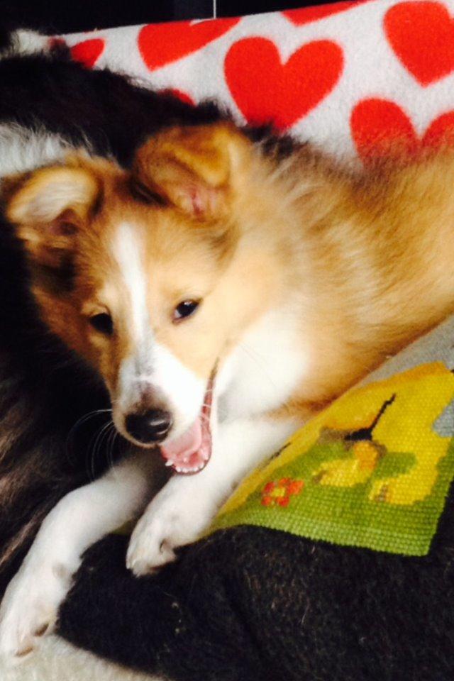 Shetland sheepdog Molly - det er dejligt at ligge her billede 2