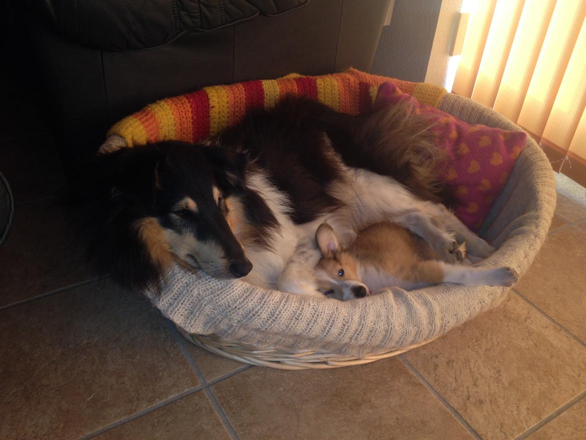 Shetland sheepdog Molly - ligger ved søster. billede 3