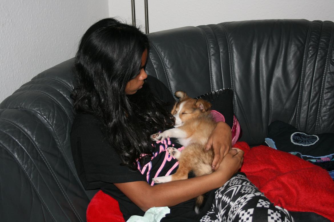 Shetland sheepdog Molly - dagen efter jeg er kommet hos min nye familie ligger jeg og slapper af ved min store søster billede 4