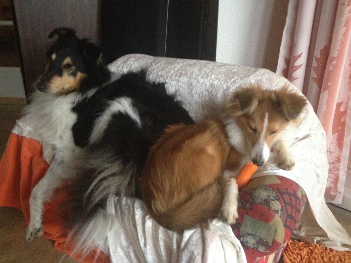 Shetland sheepdog Molly - nyder livet og en gullerod billede 5