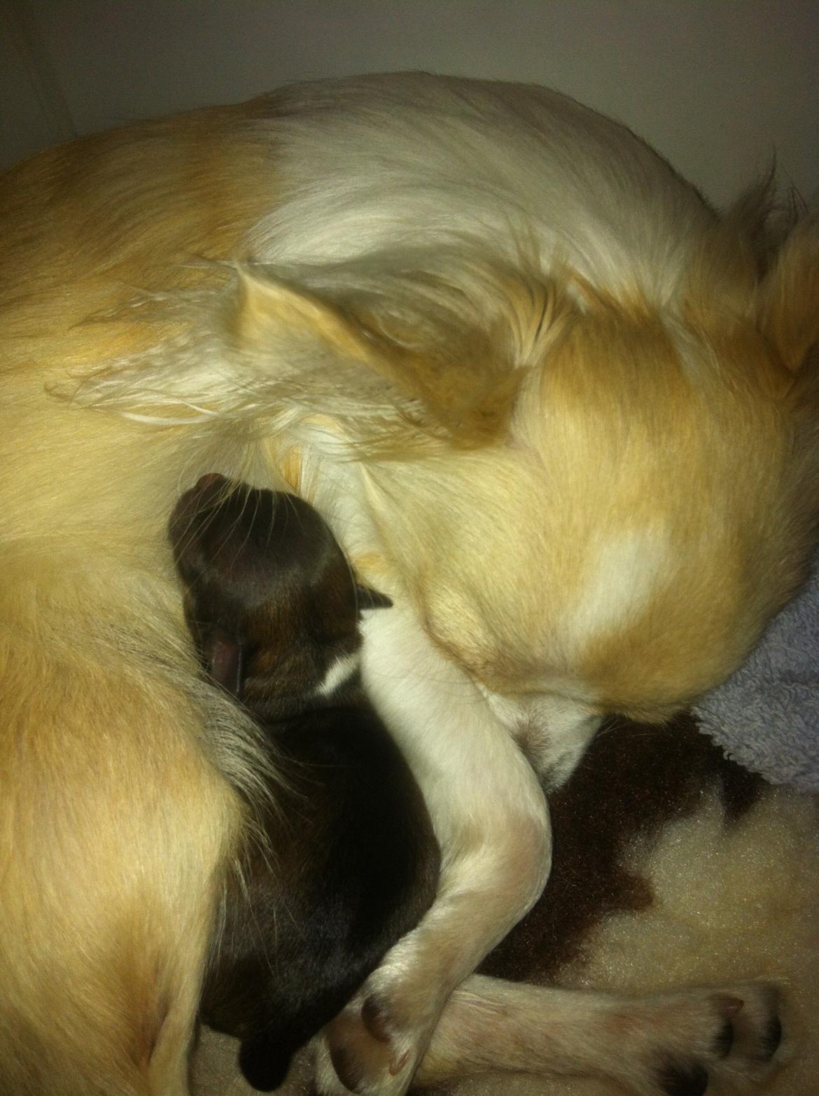 Chihuahua Al`Gisimo `s Adelita, Kaldenavn : Alma - I mors trygge favn billede 3