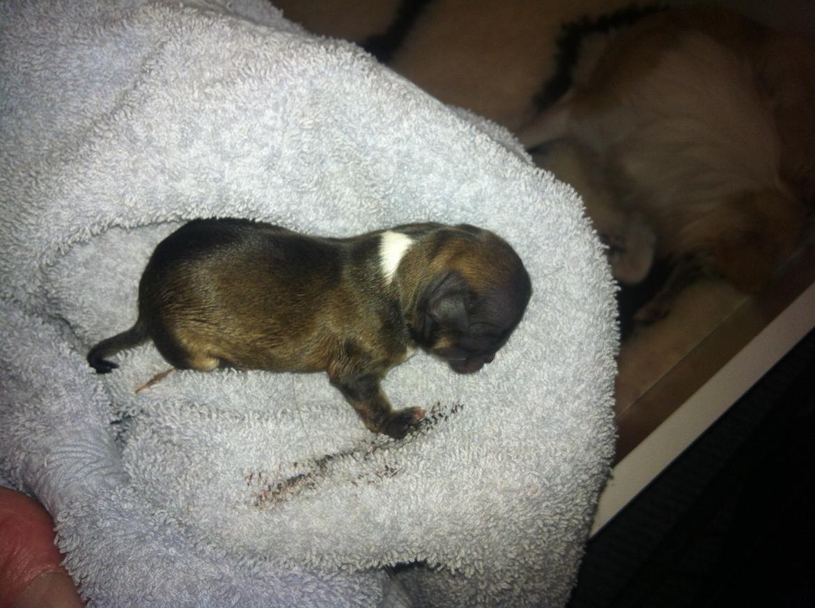 Chihuahua Al`Gisimo `s Adelita, Kaldenavn : Alma - D. 29/12-2013, kom Adelita til verden billede 1