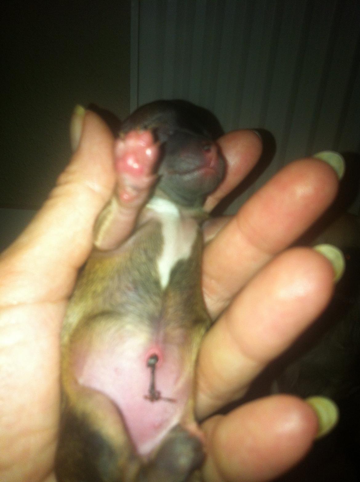 Chihuahua Al`Gisimo `s Adelita, Kaldenavn : Alma - Nyfødt 103 g. billede 2