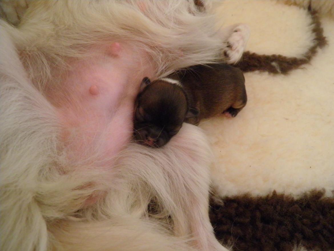 Chihuahua Al`Gisimo `s Adelita, Kaldenavn : Alma - Dejligt med et fyldt køleskab billede 4