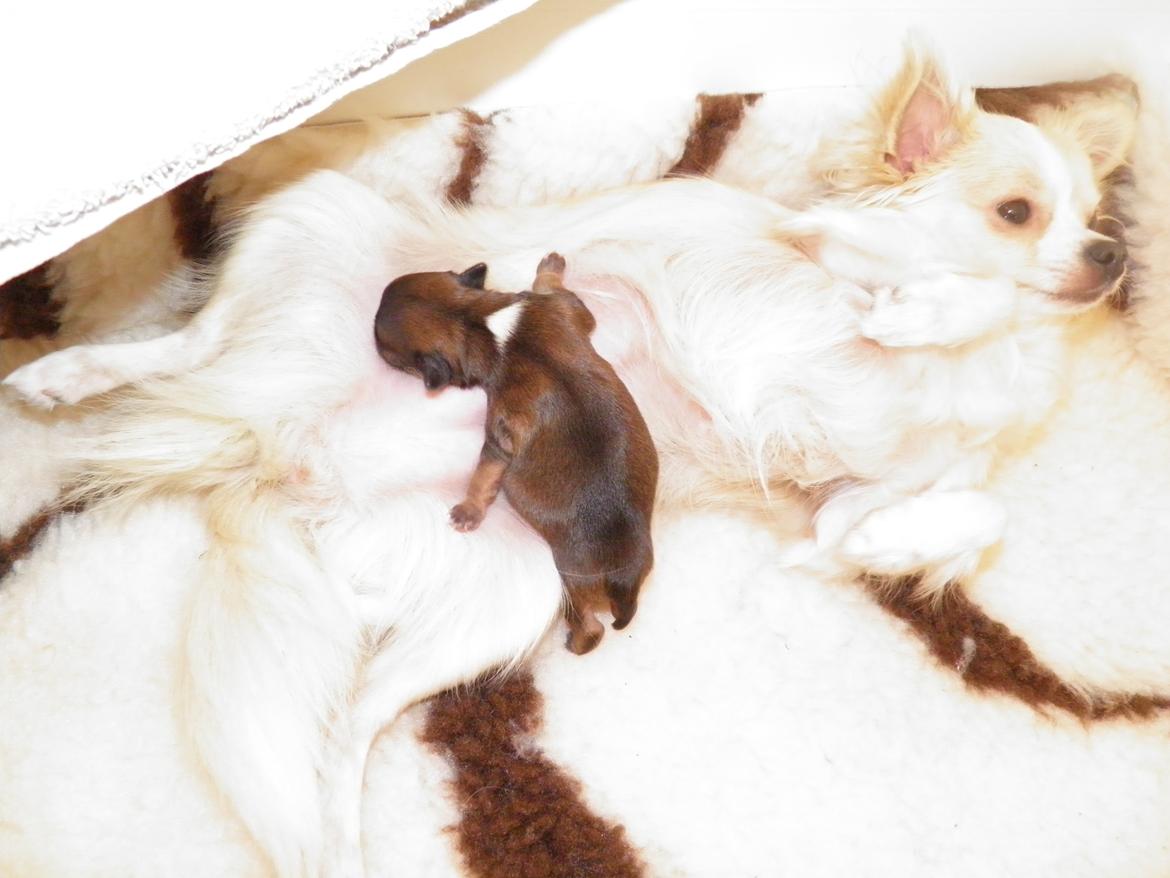 Chihuahua Al`Gisimo `s Adelita, Kaldenavn : Alma - Moar, når jeg blir stor får du et ordenligt klem  billede 5