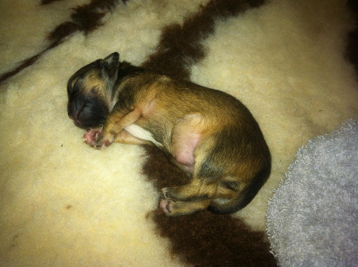 Chihuahua Al`Gisimo `s Adelita, Kaldenavn : Alma - Stor trives billede 6