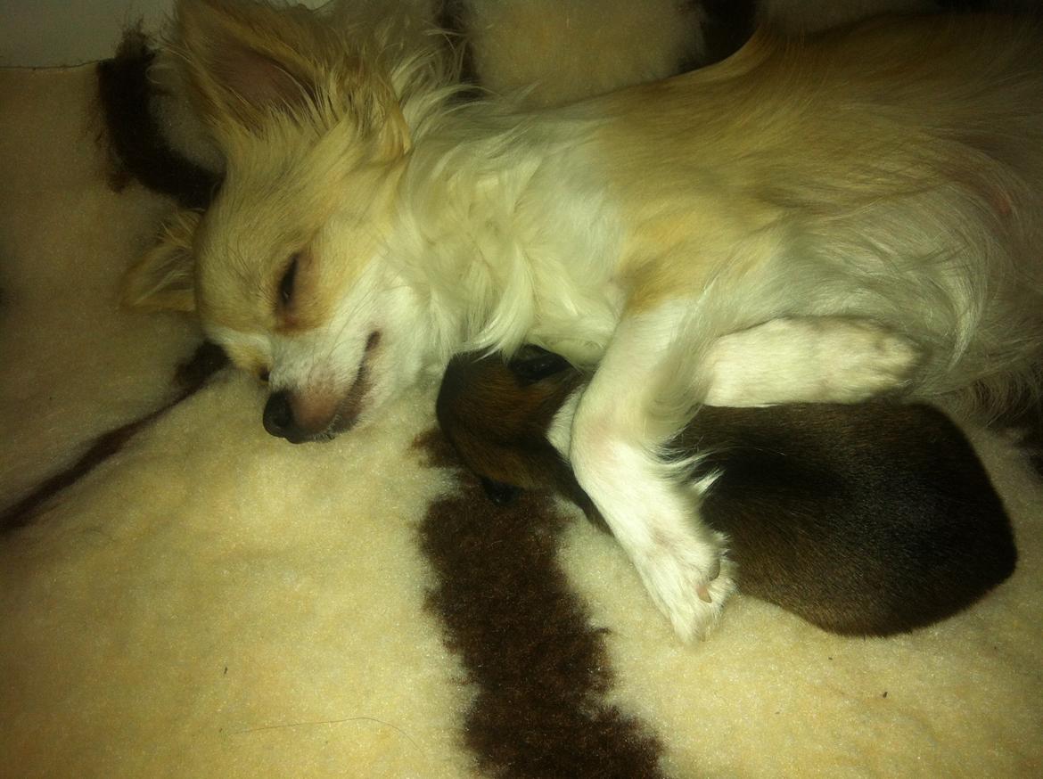 Chihuahua Al`Gisimo `s Adelita, Kaldenavn : Alma - Kærlighed billede 7