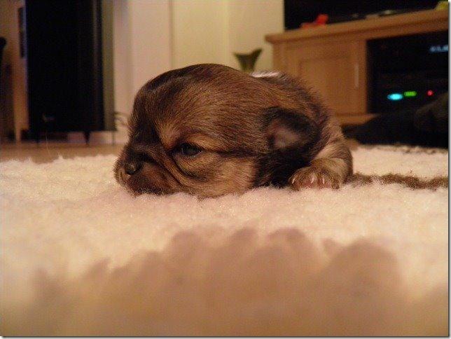 Chihuahua Al`Gisimo `s Adelita, Kaldenavn : Alma - Så blev øjnene åbnet, på 15.dagen billede 8