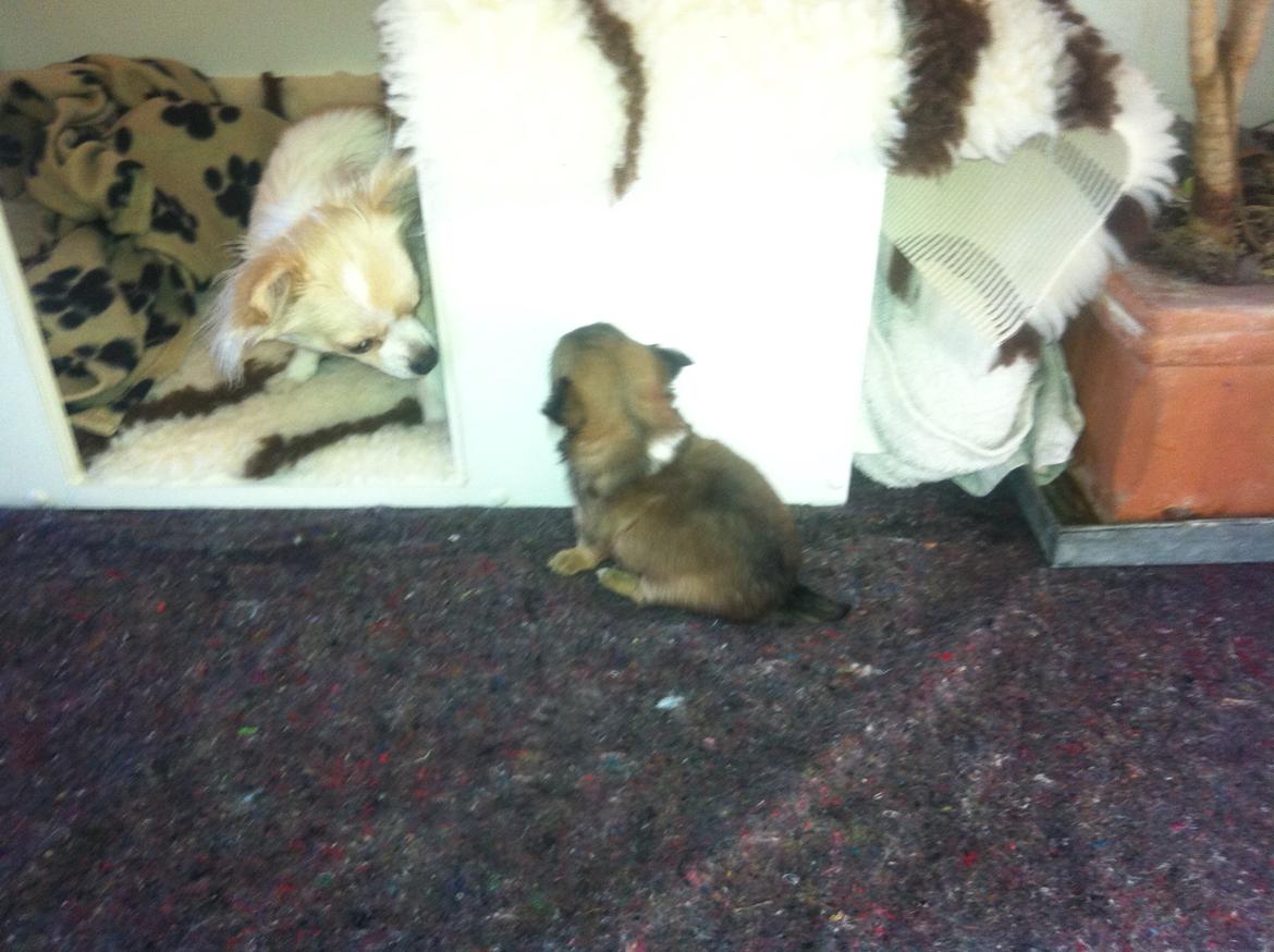 Chihuahua Al`Gisimo `s Adelita, Kaldenavn : Alma - På opdagelse uden for hvalpe kassen 
 billede 9