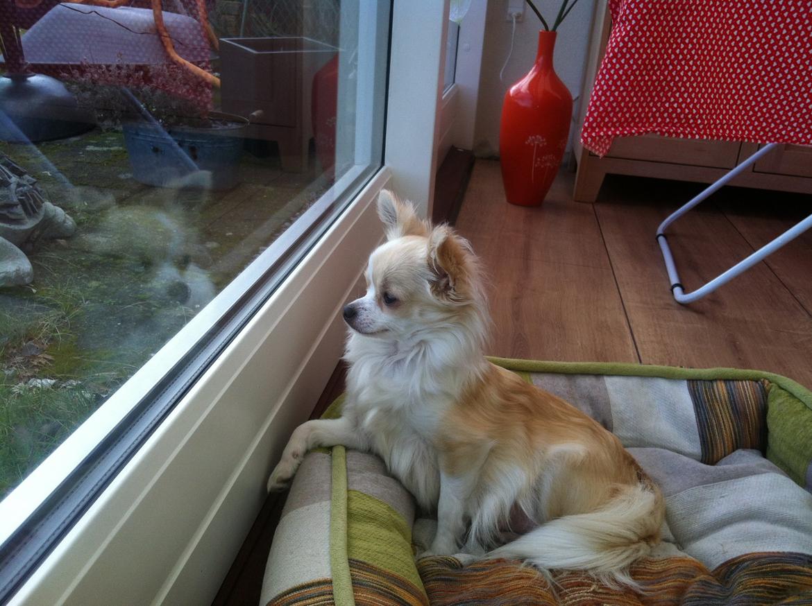 Chihuahua Allie - Allie 6 timer før hun fødte billede 29