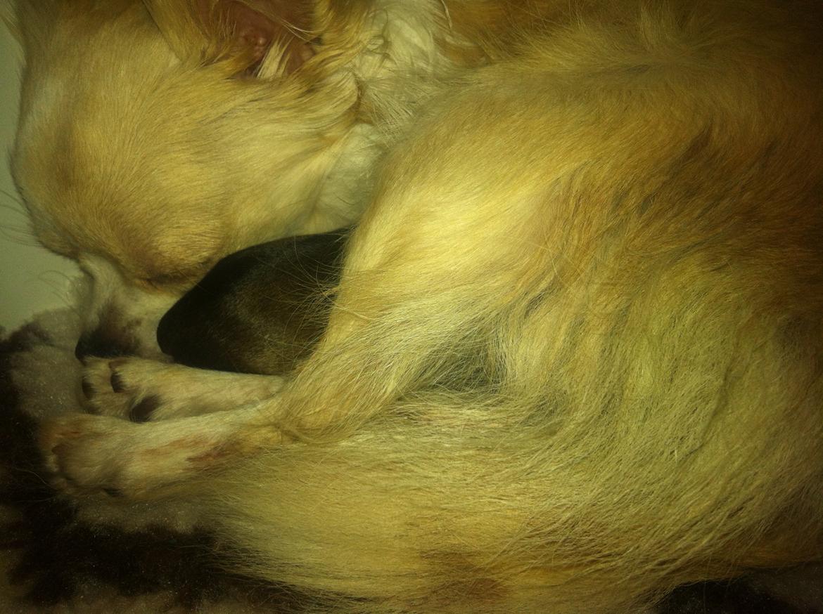 Chihuahua Allie - Nybagt mor billede 30