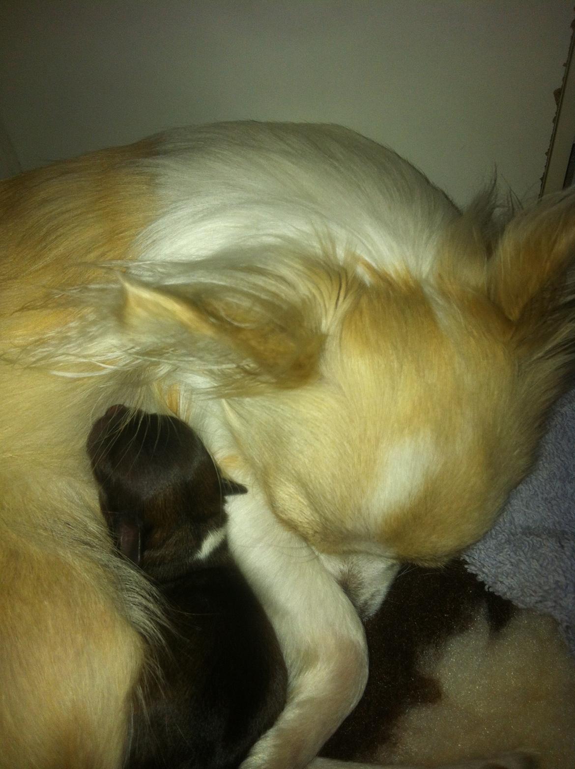 Chihuahua Allie - Kærlighed  billede 31