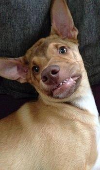 Peruviansk hårløs Rocky billede 18