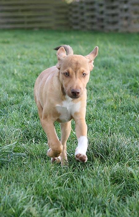 Peruviansk hårløs Rocky billede 19