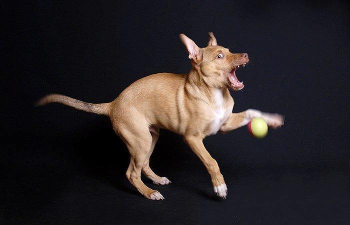 Peruviansk hårløs Rocky billede 6