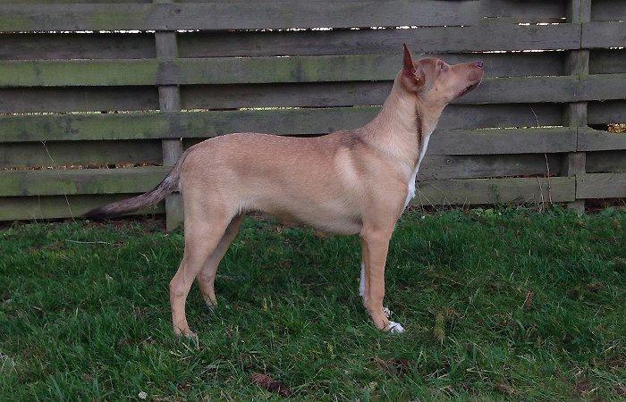 Peruviansk hårløs Rocky billede 10