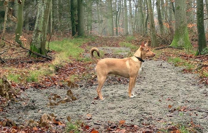 Peruviansk hårløs Rocky billede 14
