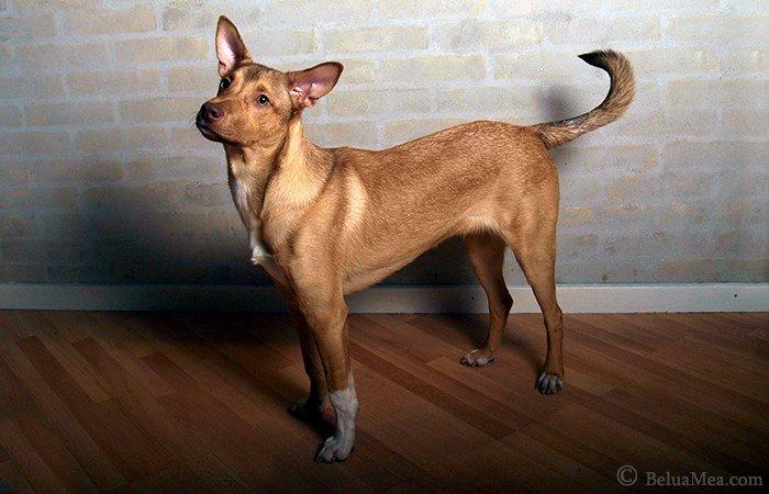 Peruviansk hårløs Rocky billede 2