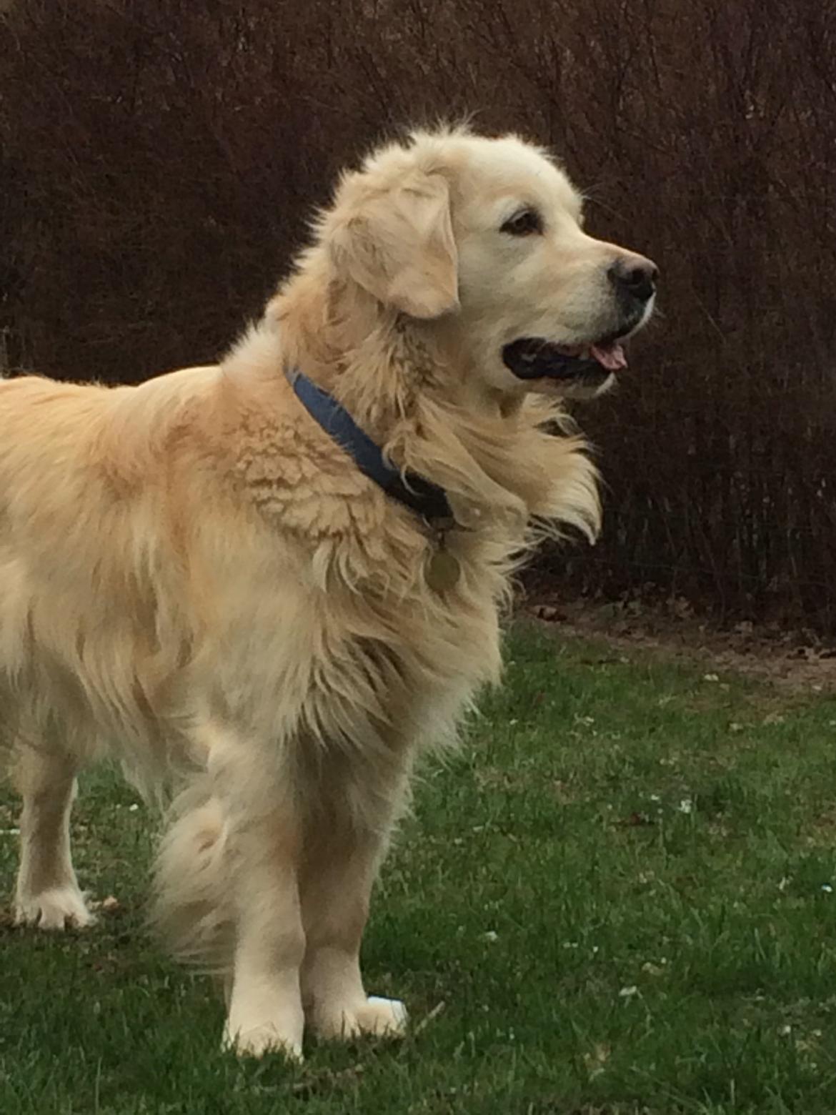 Golden retriever Baloo billede 5