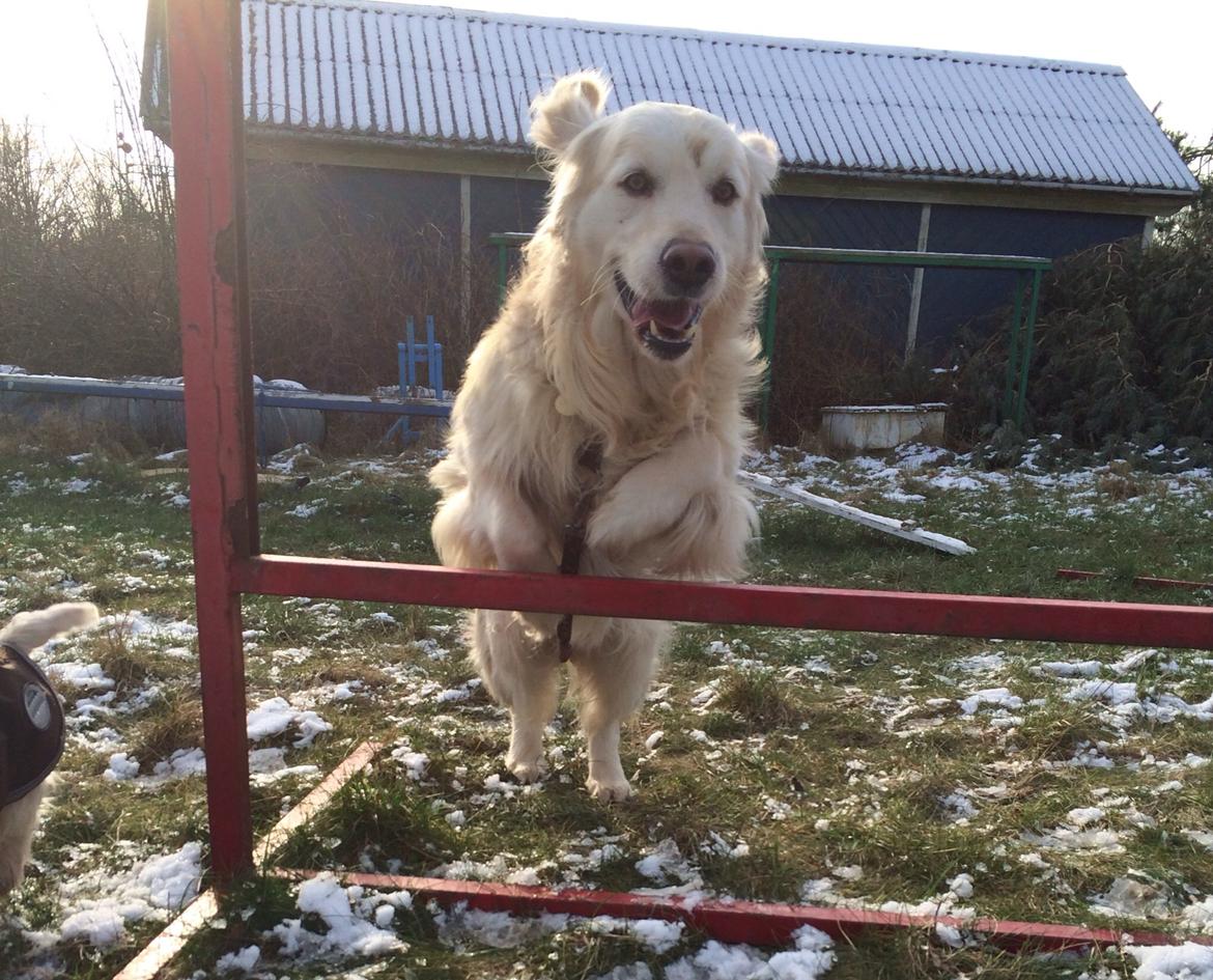 Golden retriever Baloo billede 14