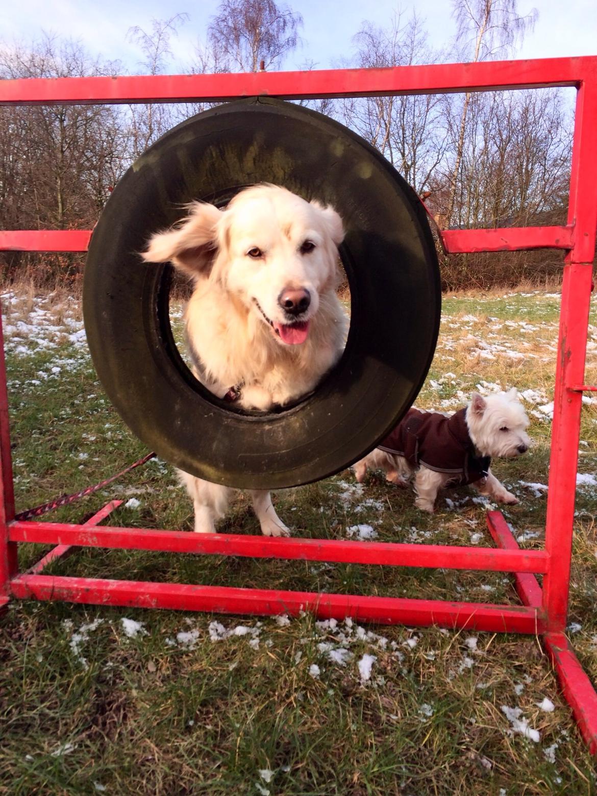 Golden retriever Baloo billede 15