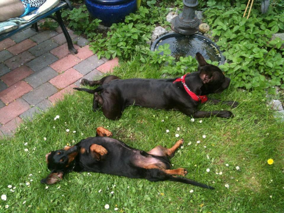 Blanding af racer Al Capone Junior (Capone) - ligger lidt og slapper af, det håret at lege med Elvis  billede 10