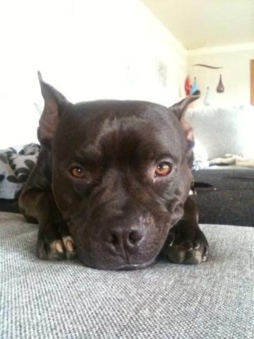 Blanding af racer Al Capone Junior (Capone) - hej med dig  billede 8