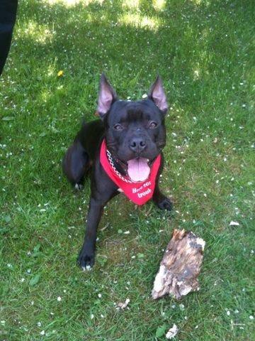 Blanding af racer Al Capone Junior (Capone) - Vil du lege med mig? billede 9