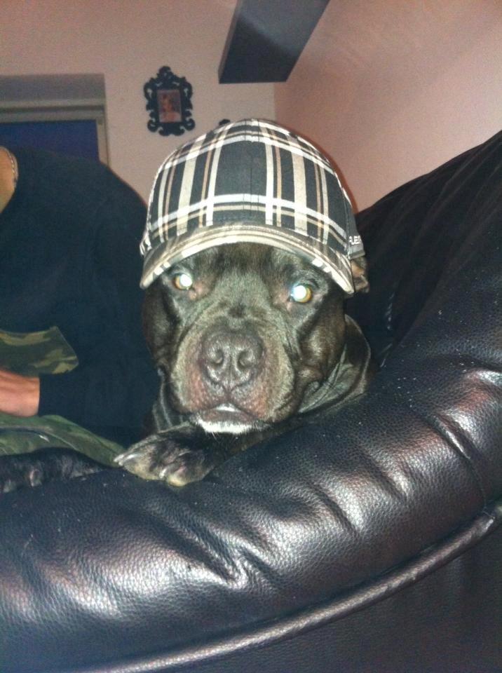 Blanding af racer Al Capone Junior (Capone) - vil du noget ! :) billede 12