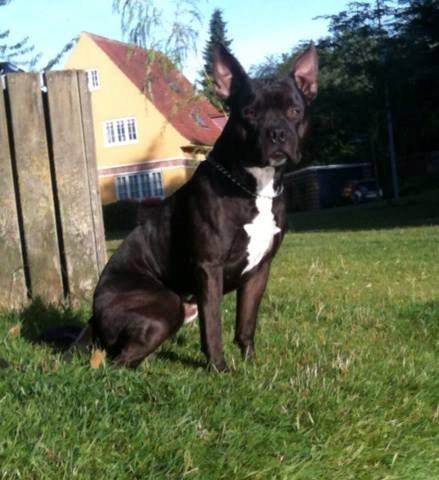 Blanding af racer Al Capone Junior (Capone) - hvor jeg elsker bare af sidde og kigge på solen står op  billede 13