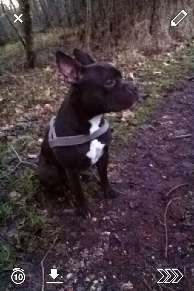 Blanding af racer Al Capone Junior (Capone) - hvor jeg elsker skóv tur billede 18