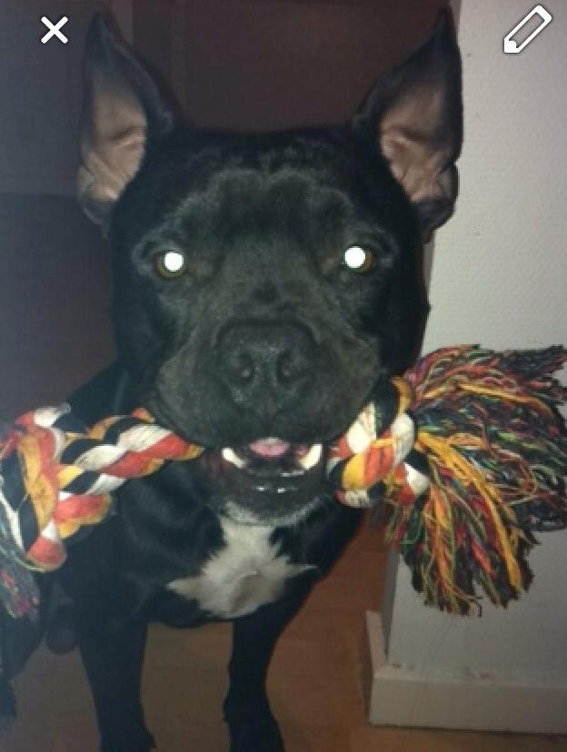 Blanding af racer Al Capone Junior (Capone) - lege!!!!!!!? billede 11