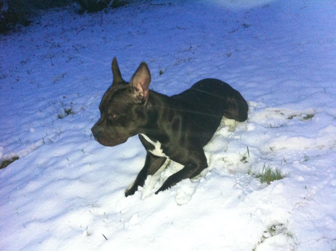 Blanding af racer Al Capone Junior (Capone) - sneeeeeeeeeeee ! billede 15