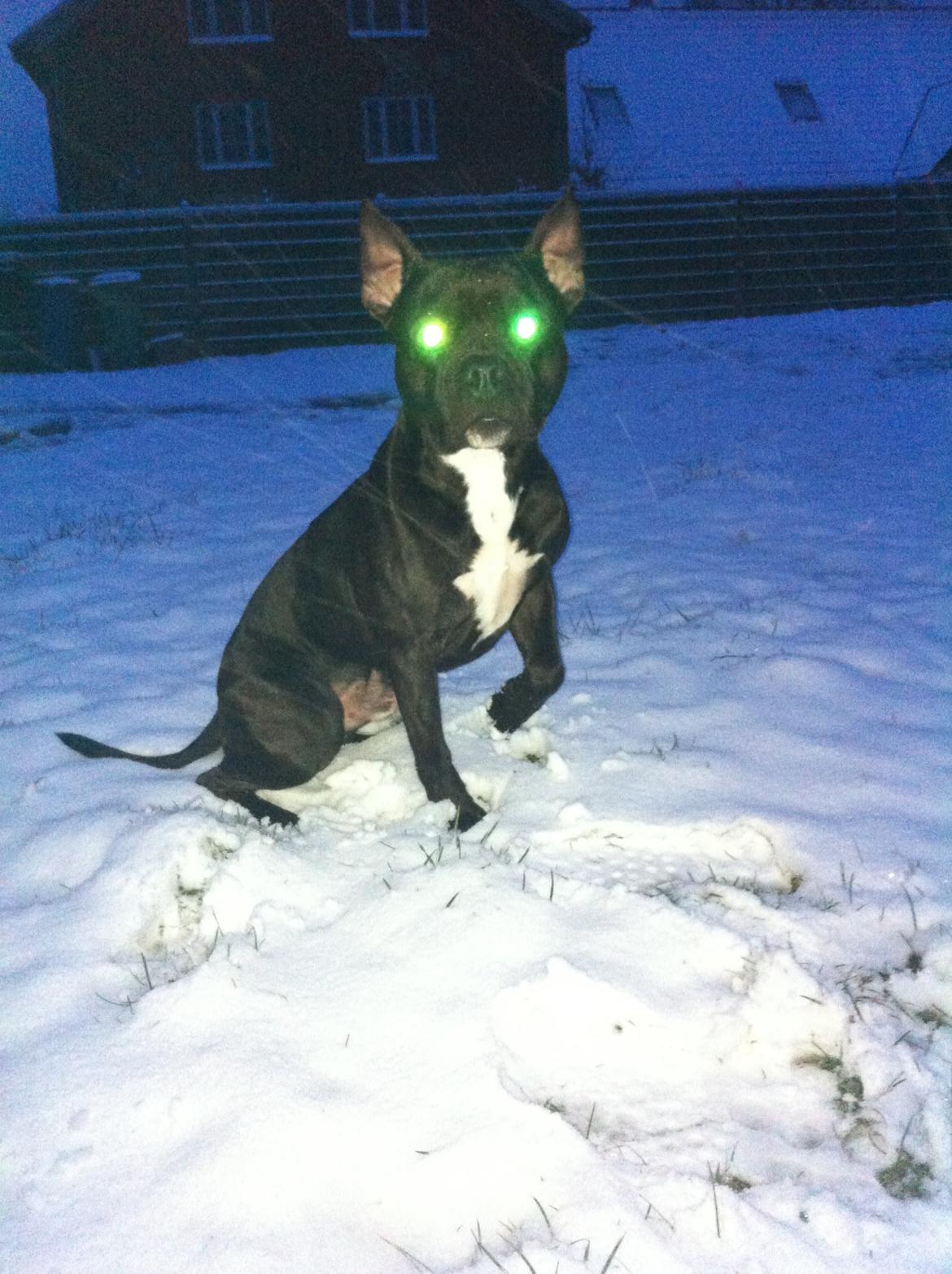 Blanding af racer Al Capone Junior (Capone) billede 21